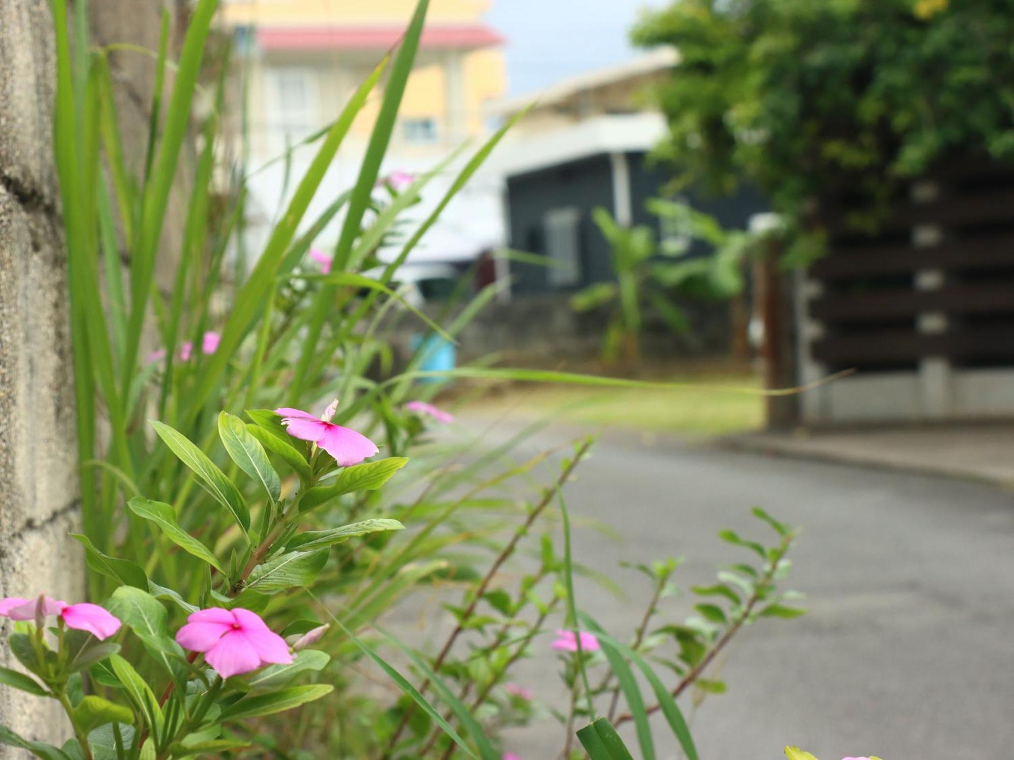 Guesthouse Asibina Ishigaki  Exterior foto